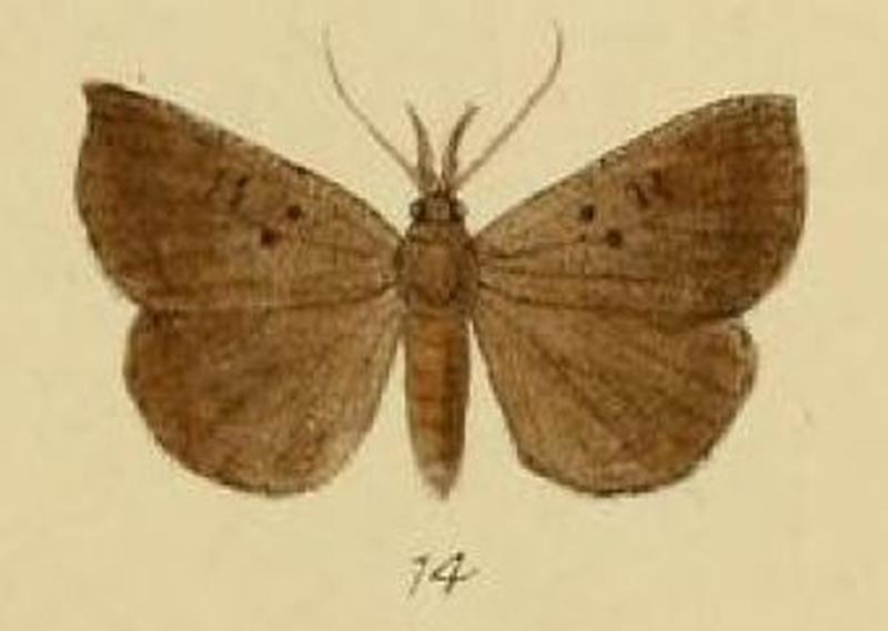 Pl.3-14-Hypena saltalis Schaus & Clements, 1893