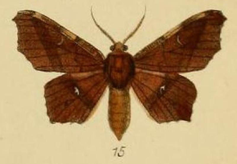 Pl.3-15-Focilla docta=Hyalornis docta (Schaus & Clements, 1893)