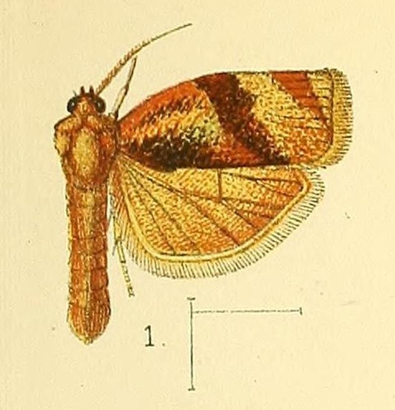Pl.3-fig.01-Choristoneura occidentalis (Walsingham, 1891) (Cacoecia)