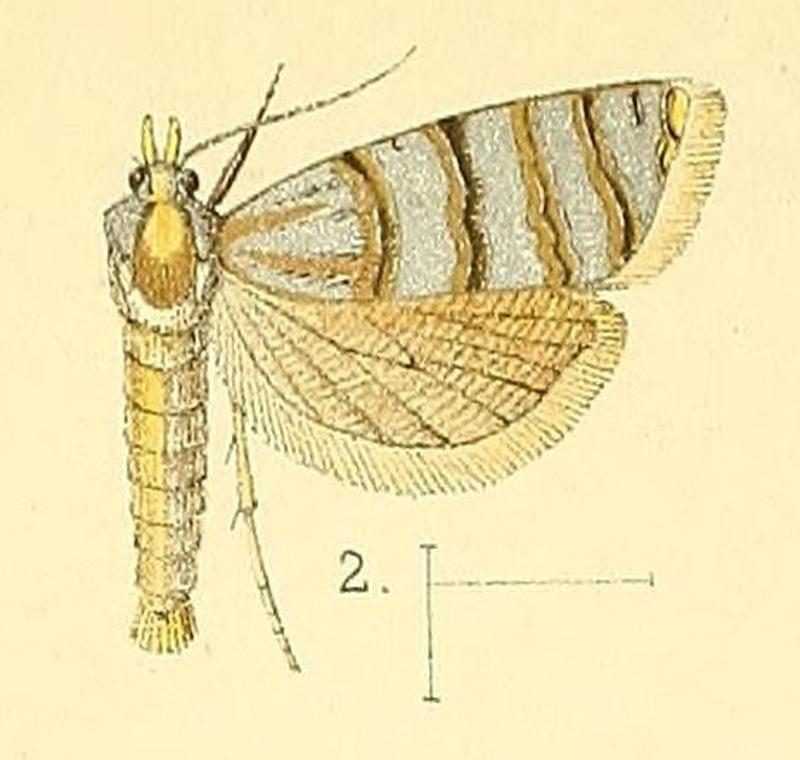Pl.3-fig.02-Cnephasia tigrina (Walsingham, 1891) (Argyrotoxa)