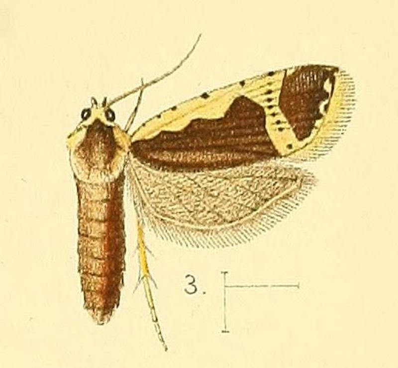 Pl.3-fig.03-Panegyra flavicostana (Walsingham, 1891) (Argyrotoxa)