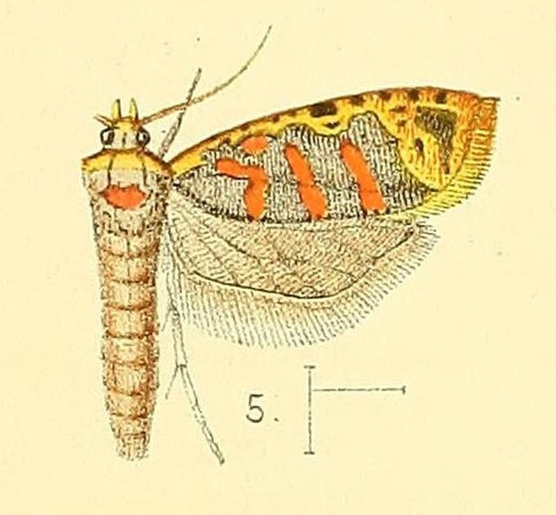 Pl.3-fig.05-Sanguinograptis albardana (Snellen, 1872) (Dichelia)
