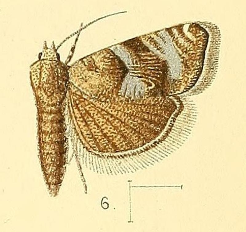 Pl.3-fig.06-Coccothera spissana (Zeller, 1852) (Eudemis)