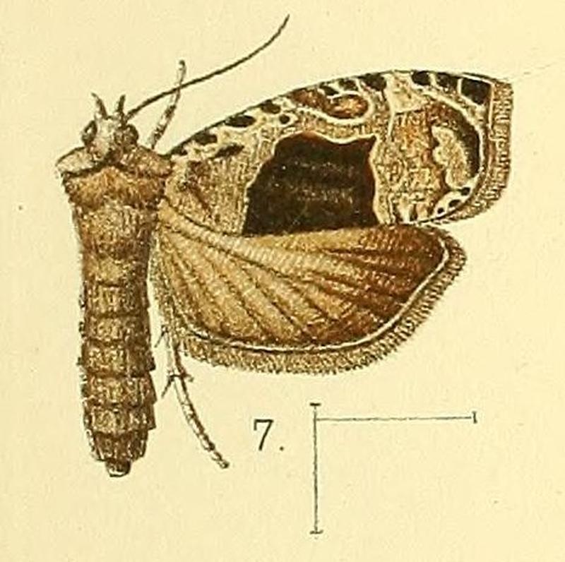 Pl.3-fig.07-Eccopsis nebulana Walsingham, 1891