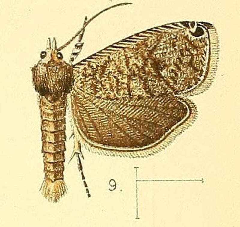 Pl.3-fig.09-Syricoris apicipunctana (Walsingham, 1891) (Sericoris)