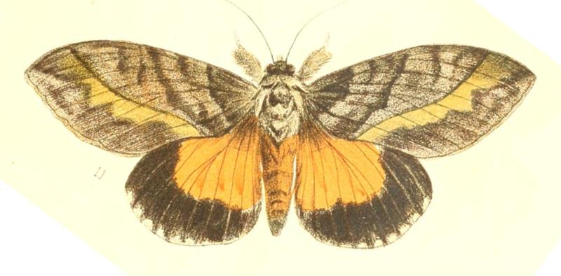 Pl.3-fig.11-Eudocima divitiosa