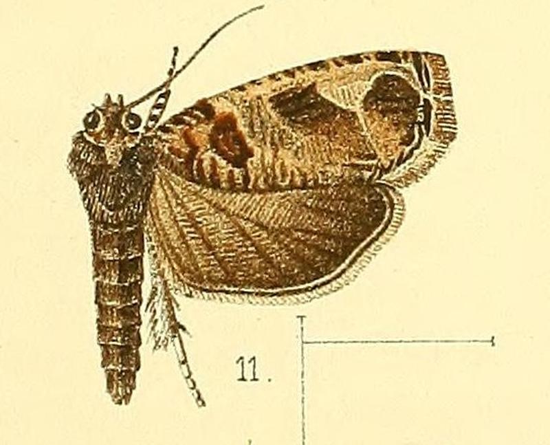 Pl.3-fig.11-Phaecasiophora basicornis Walsingham, 1891