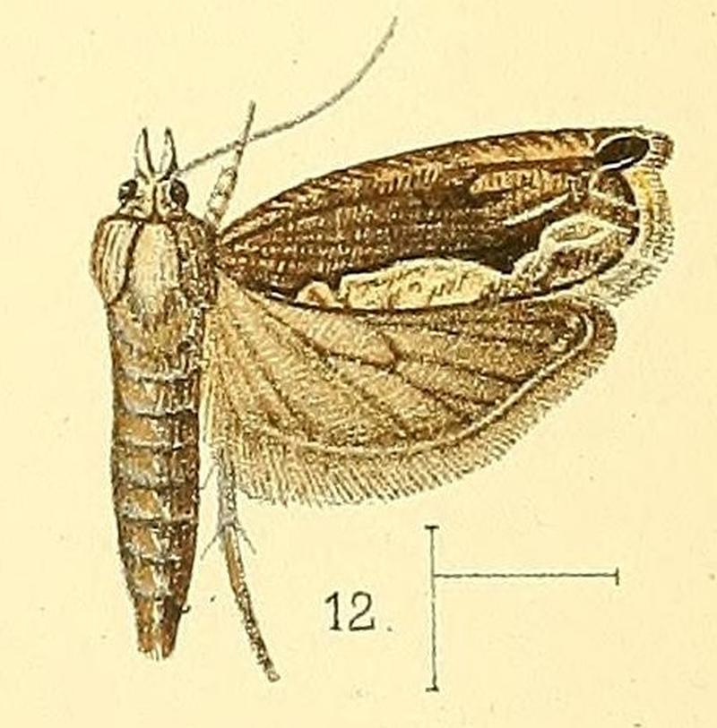 Pl.3-fig.12-Ancylis oculifera (Walsingham, 1891) (Phoxopteris)