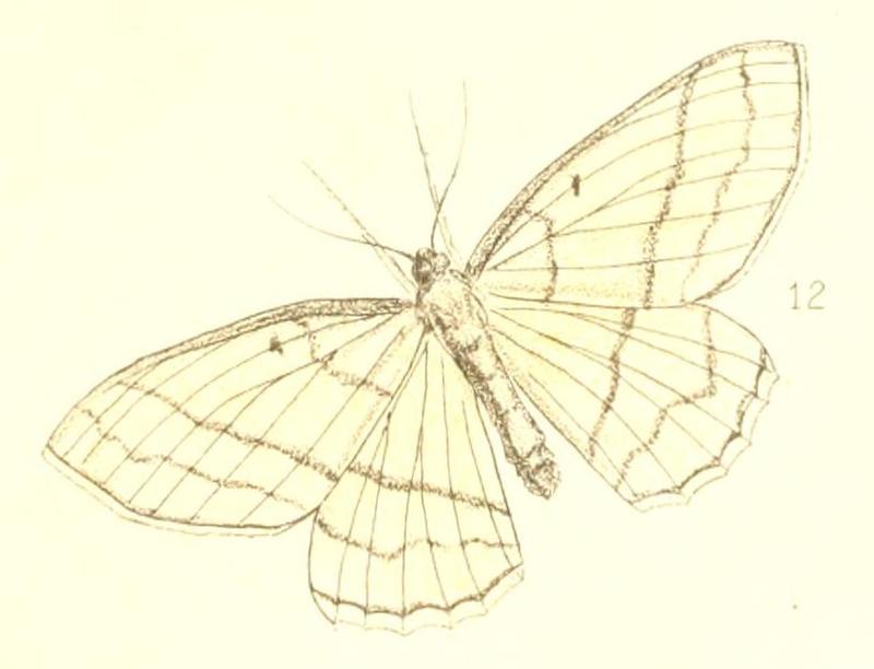 Pl.3-fig.12-Melinoessa stramineata (Walker, 1869)