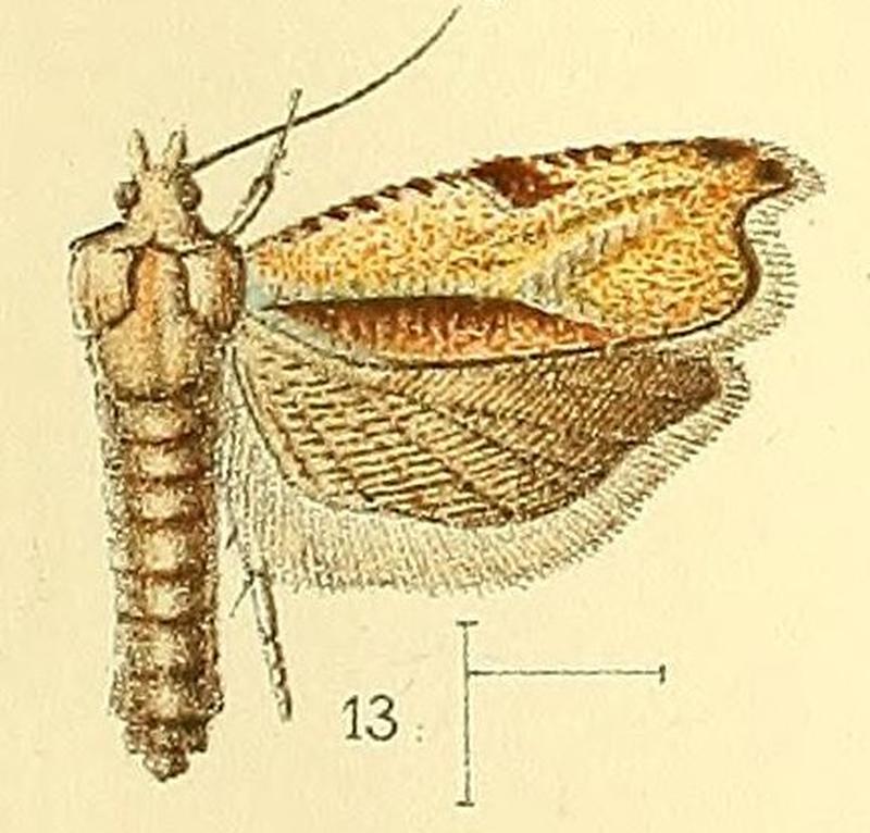Pl.3-fig.13-Ancylis falcata (Walsingham, 1891) (Phoxopteris)