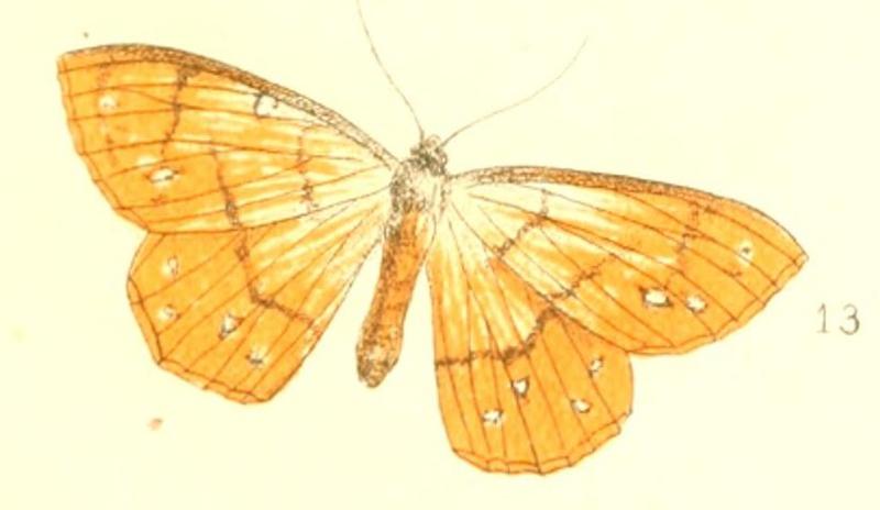 Pl.3-fig.13-Melinoessa sodaliata (Walker, 1863)
