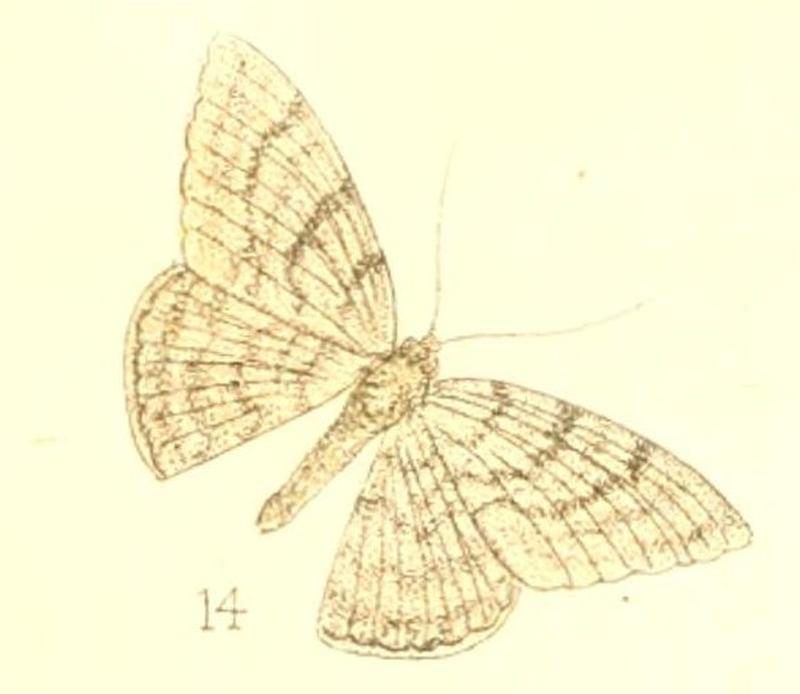 Pl.3-fig.14-Dorsifulcrum cephalotes (Walker, 1869) (Scodiona)