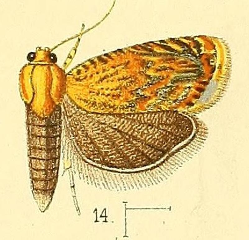 Pl.3-fig.14-Grapholita dimidiata (Walsingham, 1891) (Coptoloma)