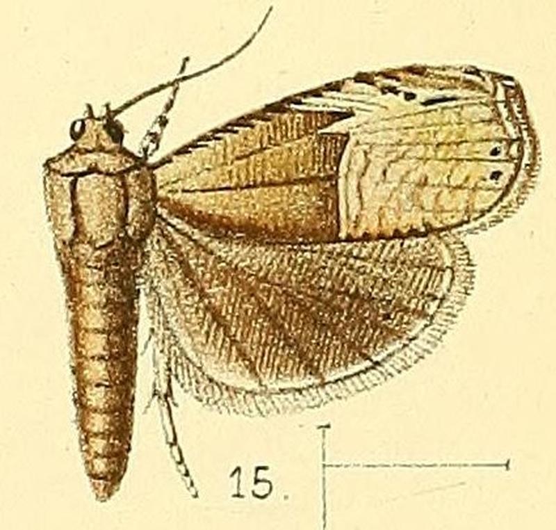 Pl.3-fig.15-Dichrorampha excisa Walsingham, 1891