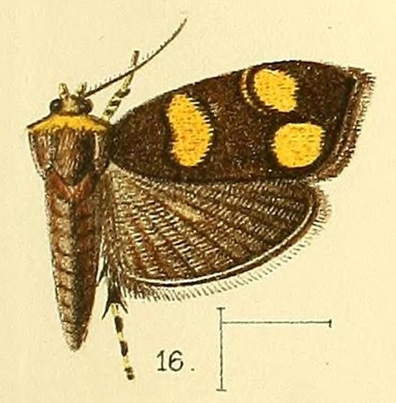 Pl.3-fig.16-Choreutis flavimaculata (Walsingham, 1891) (Simaethis)