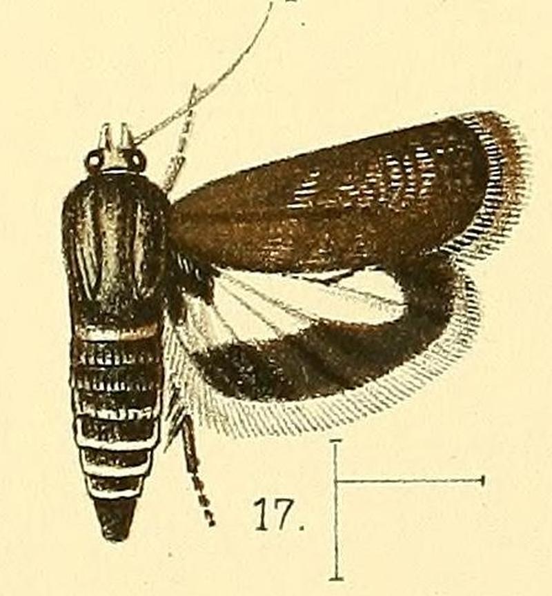 Pl.3-fig.17-Atractoceros albiciliata (Walsingham, 1891) (Atychia)