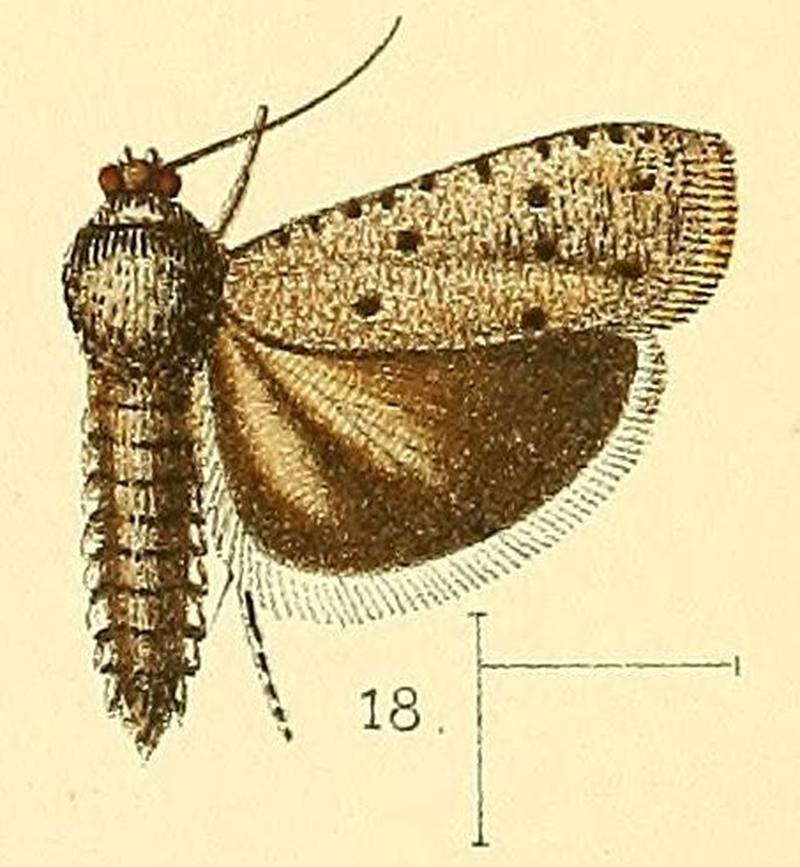 Pl.3-fig.18-Phycodes punctata Walsingham, 1891