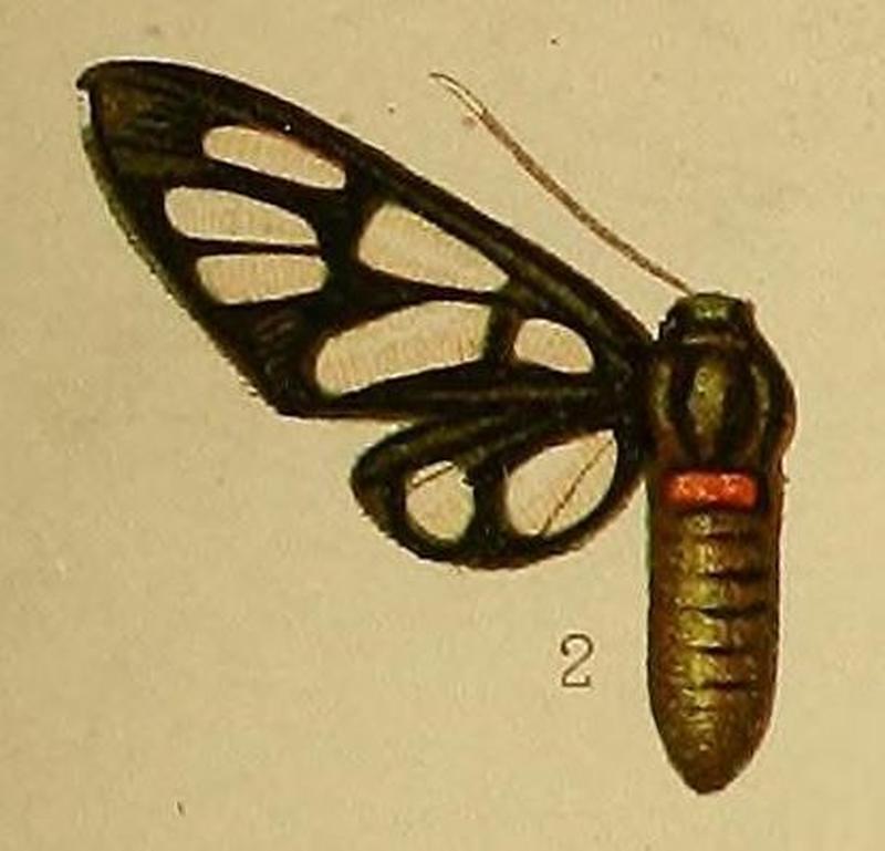 Pl.36-fig.02-Amata miozona (Hampson, 1910) (Syntomis)