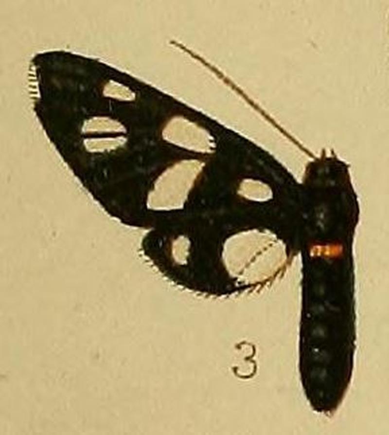 Pl.36-fig.03-Amata croceizona (Hampson, 1910) (Syntomis)