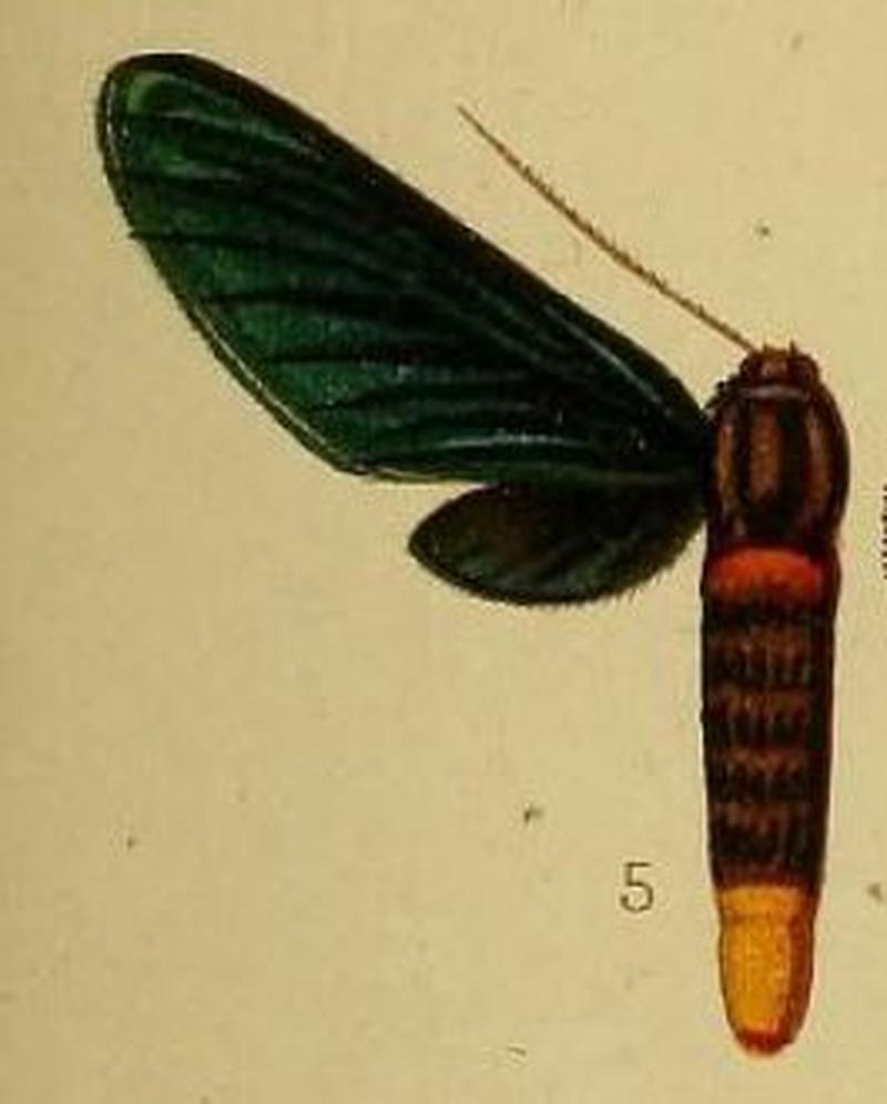 Pl.36-fig.05-Pseudmelisa chalybsa Hampson, 1910