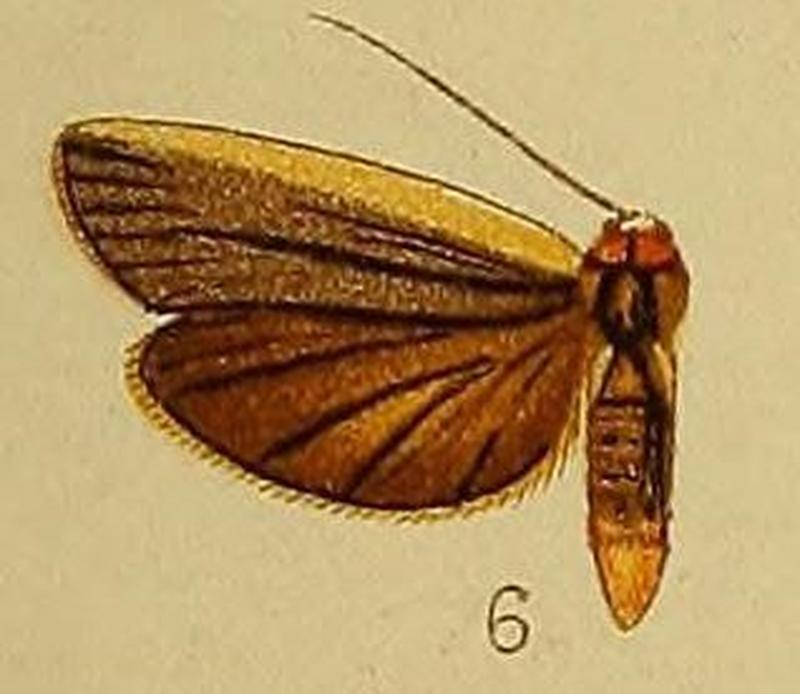 Pl.36-fig.06-Eilema heterogyna (Hampson, 1910)