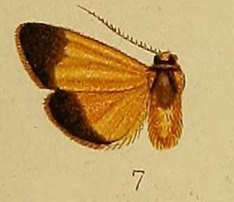 Pl.36-fig.07-Pseudlepista atrizona Hampson, 1910