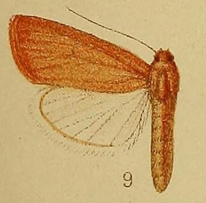 Pl.36-fig.09-Leucania rosescens (Hampson, 1910) (Borolia)