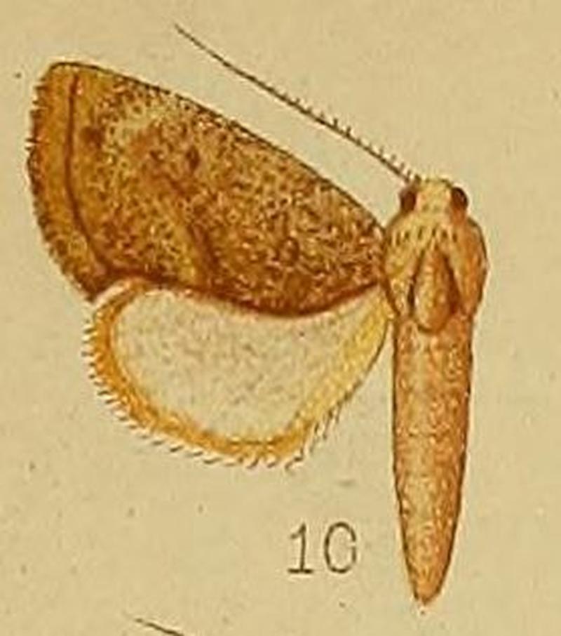 Pl.36-fig.10-Neaxestis irrorata (Hampsson, 2010) (Paraxestis)