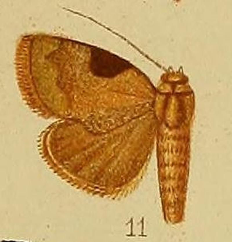 Pl.36-fig.11-Odontestis fuscicona (Hampson, 1910) (Arcyophora)