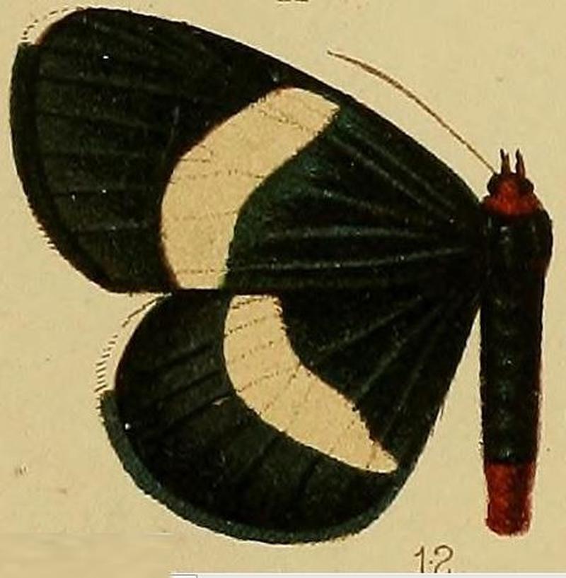 Pl.36-fig.12-Massaga tenuifascia (Hampson, 1910) (Massagidia)