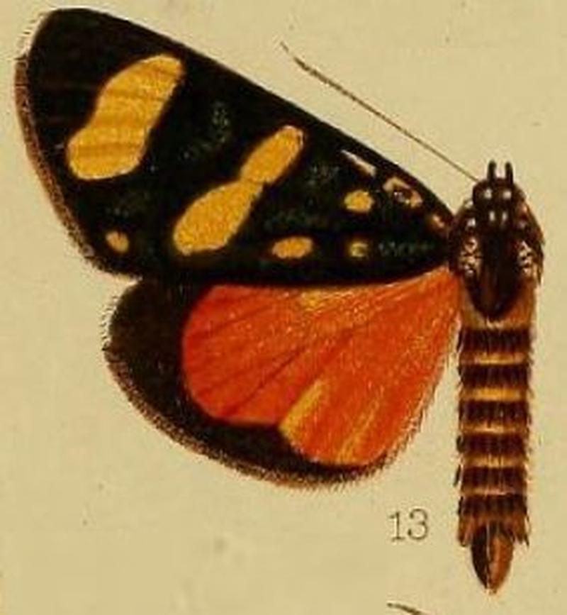 Pl.36-fig.13-Heraclia neavi (Hampson, 1910) (Xantospilopteryx)