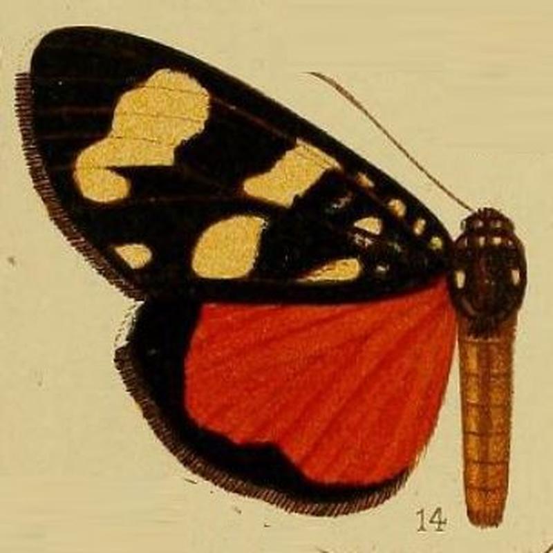 Pl.36-fig.14-Heraclia neavi (Hampson, 1910) (Xantospilopteryx)