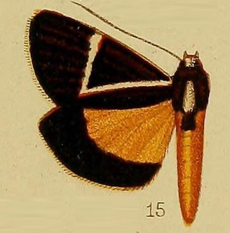 Pl.36-fig.15-Aegocera geometrica Hampson, 1910