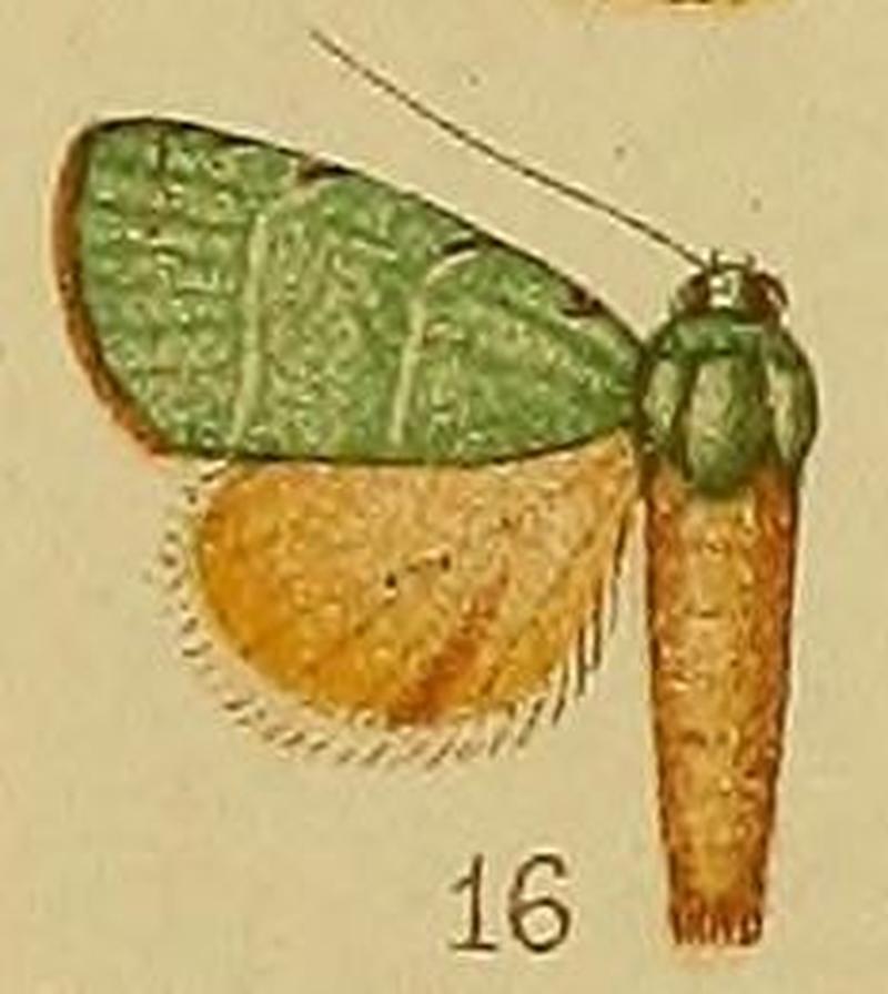 Pl.36-fig.16-Chlorozada metaleuca (Hampson, 1905) (Erizada)