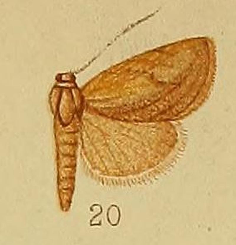 Pl.36-fig.20-Arcyophora endoglauca (Hampson, 1910) (Metaculasta)