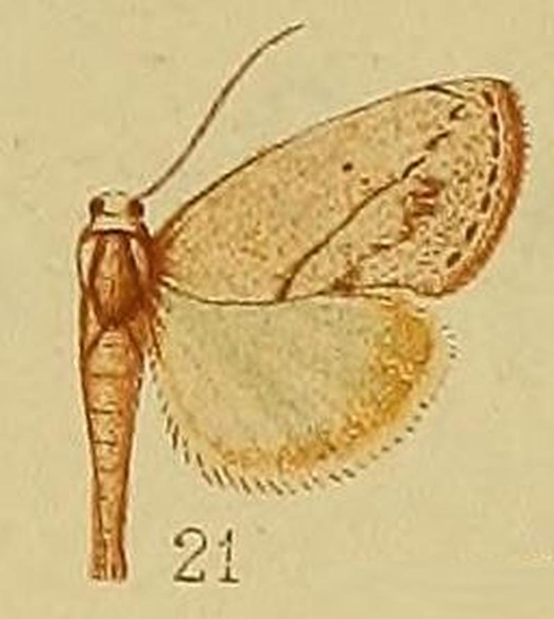 Pl.36-fig.21-Negeta lacteata (Hampson, 1910) (Urbona)