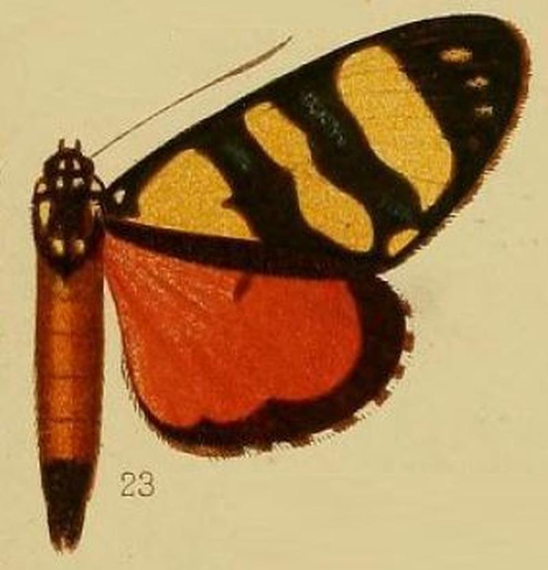 Pl.36-fig.23-Heraclia discosticta (Hampson, 1910) (Xanthospilopteryx)