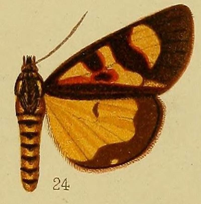 Pl.36-fig.24-Hoplarista haemaplaga Hampson, 1910