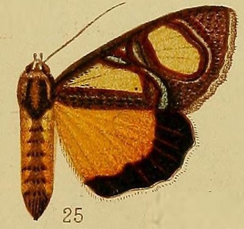 Pl.36-fig.25-Agoma trimenii (Felder, 1874) (syn.Tuerta ovifera)