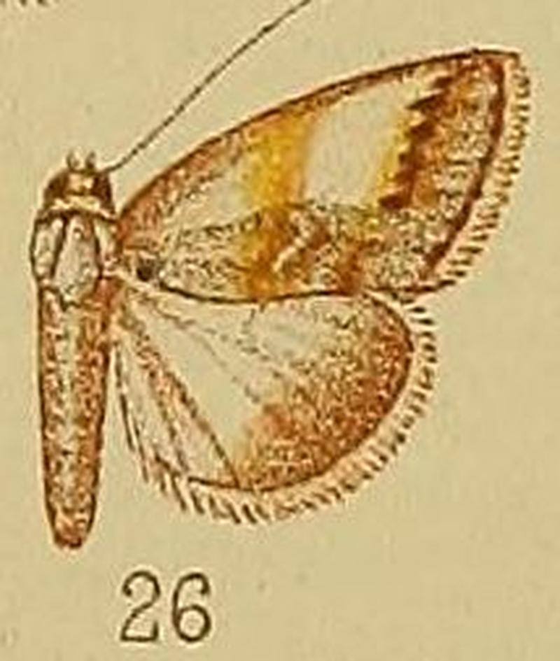 Pl.36-fig.26-Negeta albigrisea (Hampson, 1910) (Westermannia)