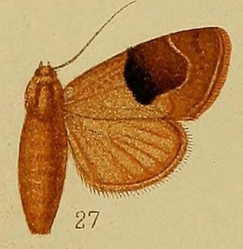 Pl.36-fig.27-Westermannia oediplaga Hampson, 1910