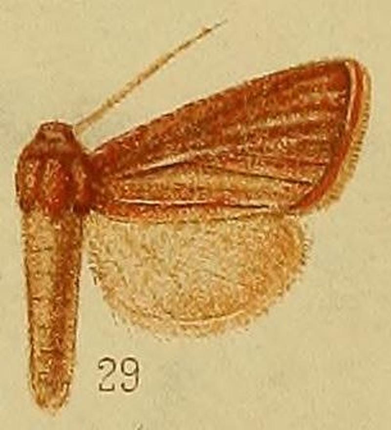 Pl.36-fig.29-Timora daphoena Hampson, 1910