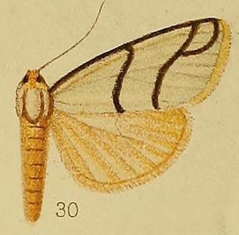 Pl.36-fig.30-Anaphosia astrigata Hampson, 1910