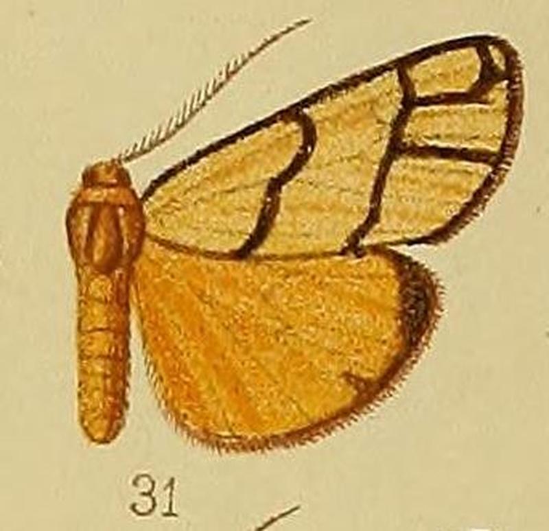 Pl.36-fig.31-Anaphosia pectinata Hampson, 1910