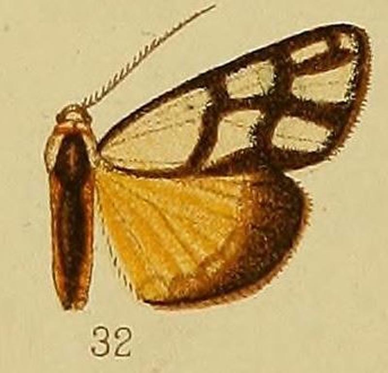 Pl.36-fig.32-Anaphosia eurygrapha Hampson, 1910