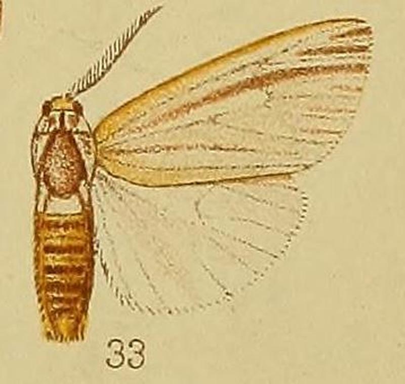 Pl.36-fig.33-Acantharctia tenuifasciata Hampson, 1910