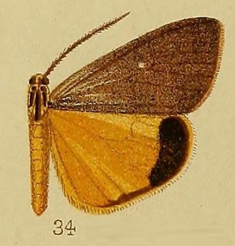 Pl.36-fig.34-Secusio atrizonata Hampson, 1910