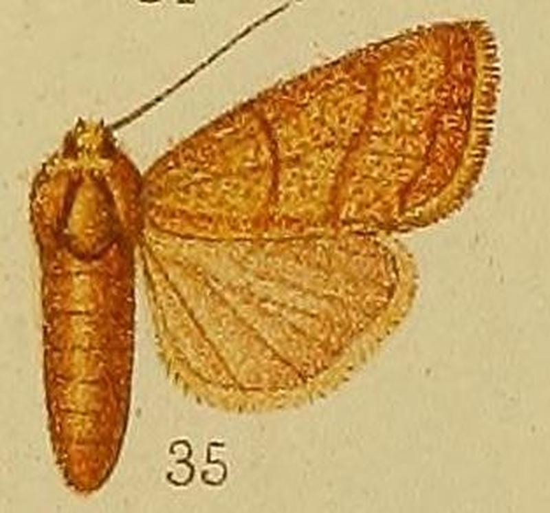 Pl.36-fig.35-Chabuata rufilinea Hampson, 1910