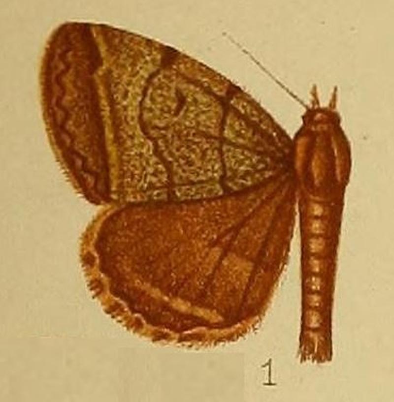 Pl.37-fig.01-Plecopterodes heterochroa (Hampson, 1910) (Remigia)