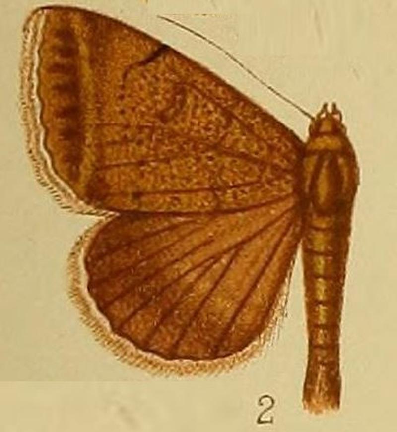 Pl.37-fig.02-Plecopterodes griseicilia (Hampson, 1910) (Remigia)